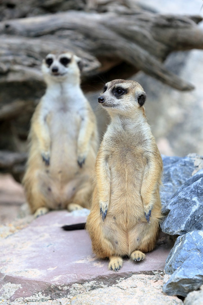 Meerkats family standing alert - Foto, immagini