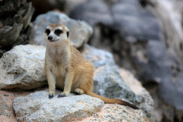 Meerkat standing alert and watchful - Foto, Imagem