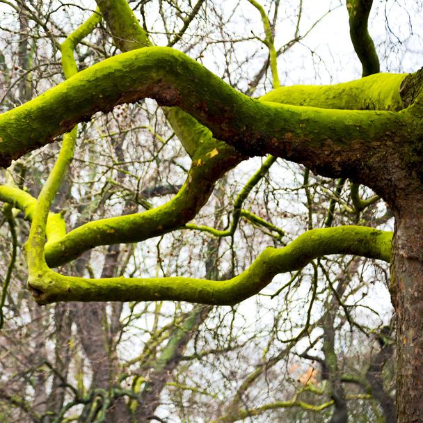Park Lontoossa keväällä taivas ja vanha kuollut puu
 - Valokuva, kuva
