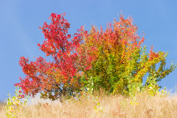 Wild peren bomen met rode en vergeelde bladeren - Foto, afbeelding