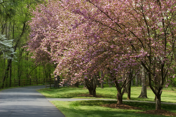 Spring Driveway com cerca
 - Foto, Imagem