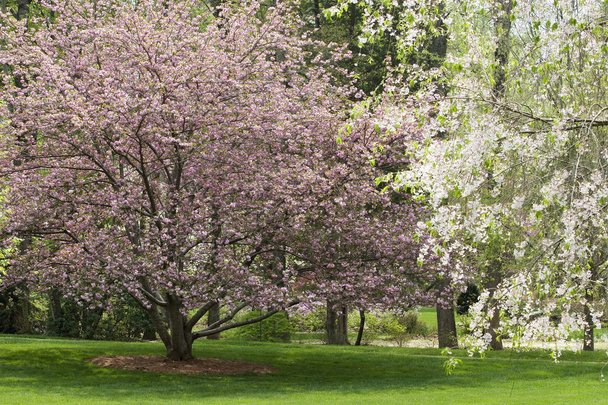 wiosną drzewa - Zdjęcie, obraz