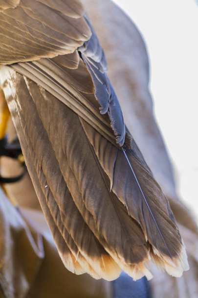 búho de plumas
 - Foto, imagen