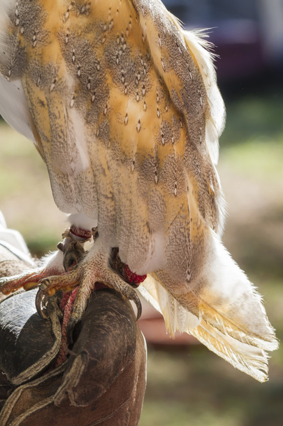 búho de patas domesticado
 - Foto, Imagen