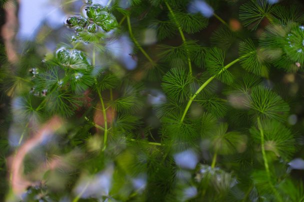 Hydrilla je vodní rostlina, která lze použít na ryby tank.nthis pho - Fotografie, Obrázek