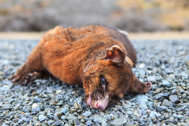 мертвий дикий пустир на дорозі в національному парку аоракі мт.кухарі
 - Фото, зображення