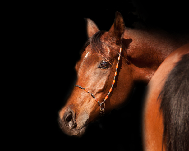 μεγέθυνση του ένα κόλπο αραβικό άλογο - Φωτογραφία, εικόνα