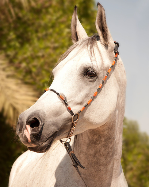 πορτρέτο του άσπρο αραβικό άλογο - Φωτογραφία, εικόνα