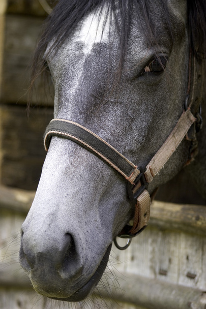 Horse head closeup - Photo, Image