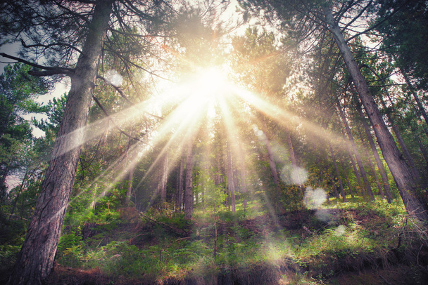 Luz solar através dos ramos
 - Foto, Imagem