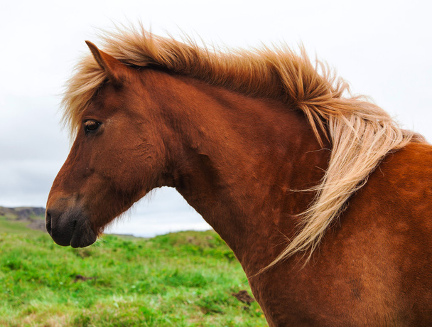 Autêntico cavalo islandês, belo animal amigável
 - Foto, Imagem