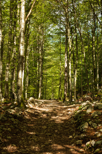 Forest path - Фото, изображение