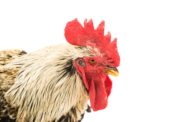 Rooster isolated - Photo, Image