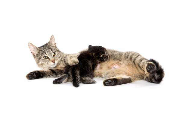 Female tabby cat and kitten - Photo, Image