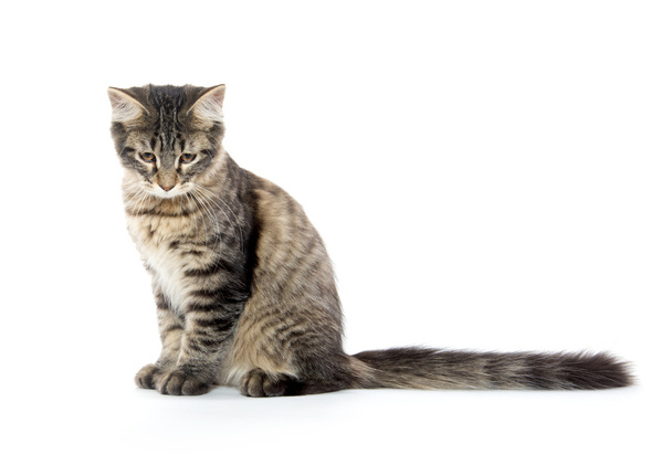 roztomilý tabby cat - Fotografie, Obrázek