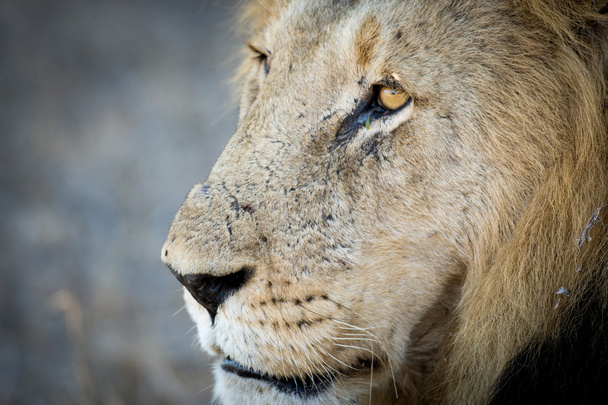 erkek aslan - Fotoğraf, Görsel