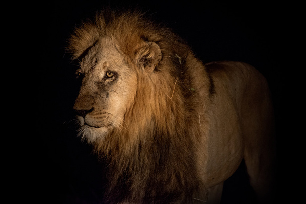 Lion at night - Photo, Image