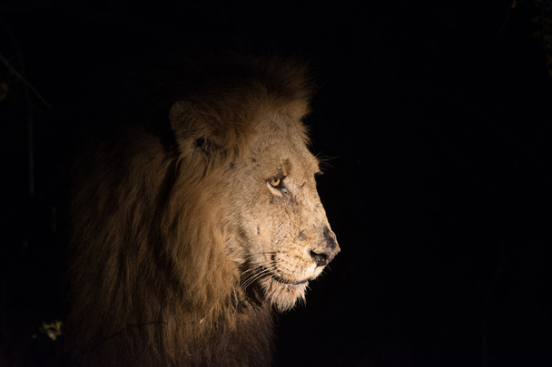 夜にライオン - 写真・画像