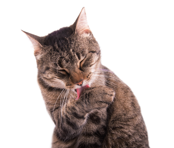 Tabby cat grooming herself - Фото, изображение