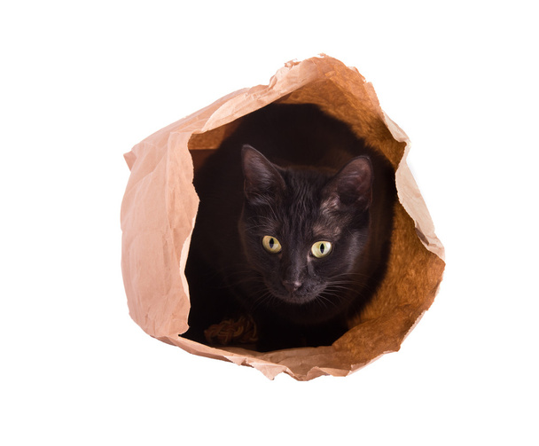 Кішка ховається в коричневому паперовому мішку ізольовано на білому
 - Фото, зображення