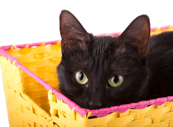 Playful black cat peeking over the edge of a yellow basket - 写真・画像