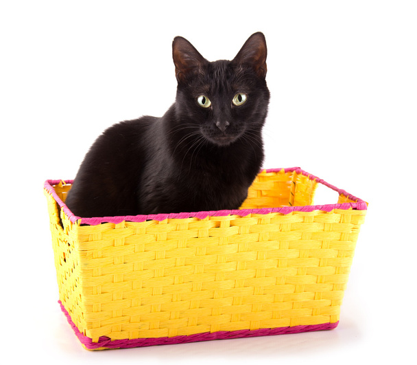 Black cat sitting in a bright yellow basket - 写真・画像