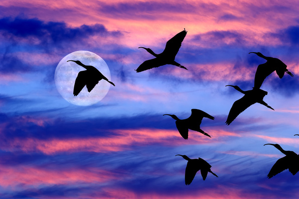Місяць хмари неба птахів силует - Фото, зображення