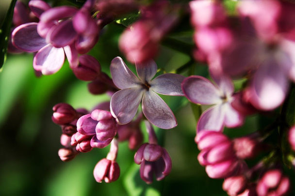 Branche de lilas
 - Photo, image