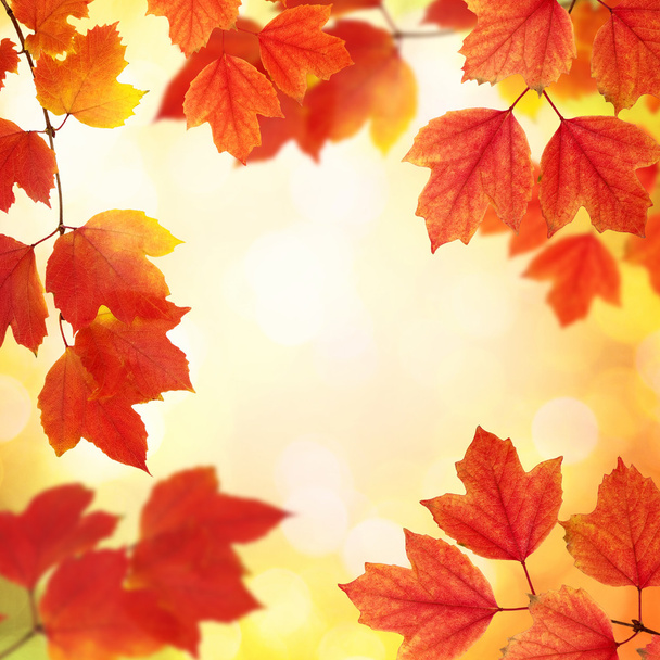 Branche avec feuilles d'automne - Photo, image