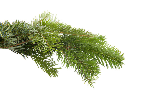 Green fir branch - Photo, Image