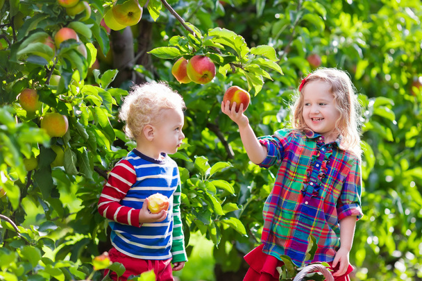 Kids picking fresh apples from tree in a fruit orchard - Foto, afbeelding