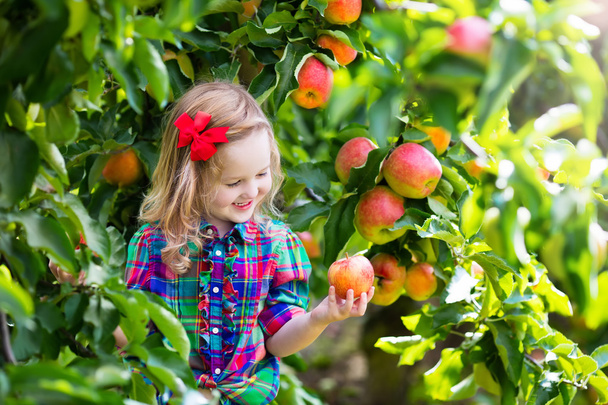 Mała dziewczynka zbieranie jabłek z drzewa w sadzie owoce - Zdjęcie, obraz