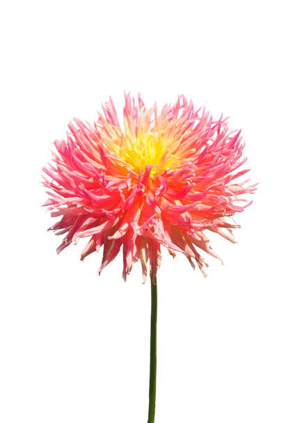 Dahlia flower - Photo, Image