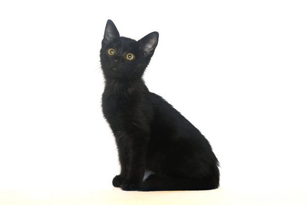 chaton noir isolé
 - Photo, image