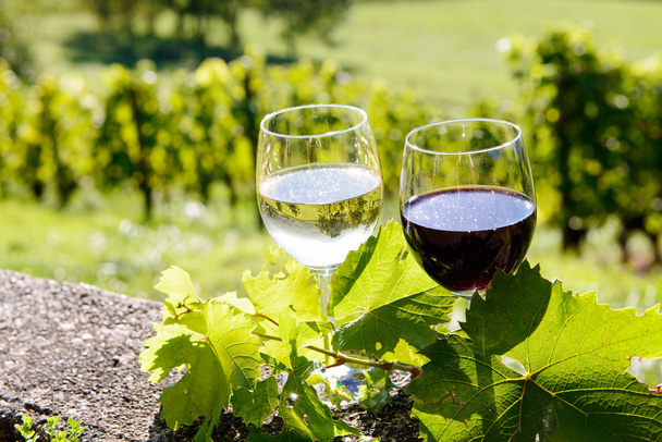 brýle, červené a bílé víno s vinicí v pozadí - Fotografie, Obrázek