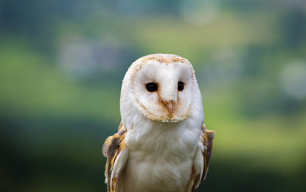 Close up of a barn Owl Face - Photo, Image