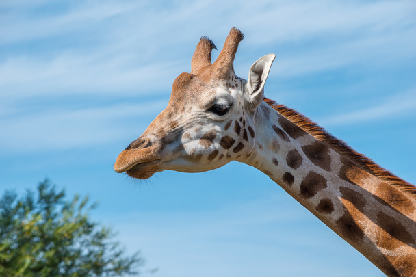 Foto de cerca de una cabeza de jirafa Rothschild
 - Foto, Imagen