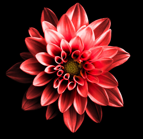 Сюрреалістична темно-хромована червона квітка даля макро ізольована на чорному
 - Фото, зображення
