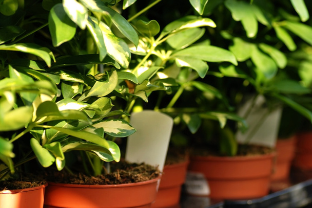 shefflera planten in tuincentrum - Foto, afbeelding