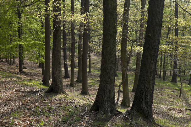 The hornbeam forest - Foto, Bild