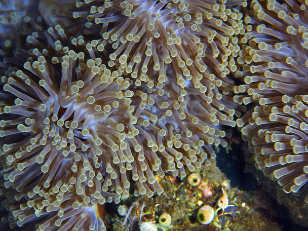 Akan anemon - Fotoğraf, Görsel