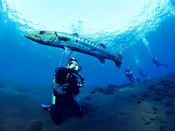 barracuda vis - Foto, afbeelding