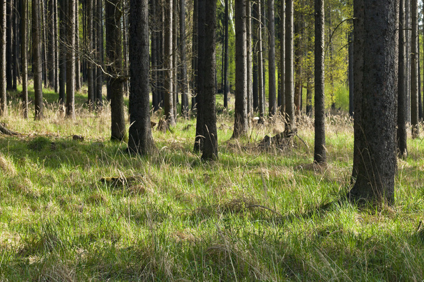 a floresta de abeto
 - Foto, Imagem