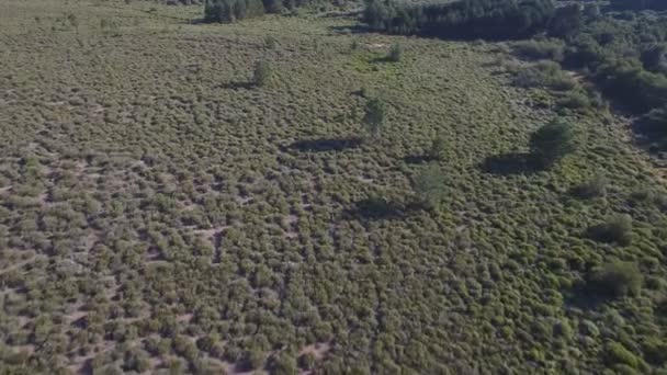 samiec jelenie działa w gładkość, widok z lotu ptaka - Materiał filmowy, wideo