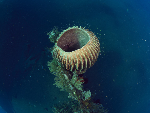 koraalrif - Foto, afbeelding