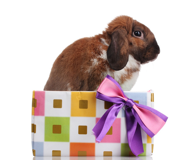 Lop-eared rabbit in a gift box with purple bow isolated on white - Foto, Imagem