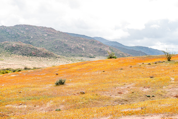 Narancs és sárga vadvirág közelében Garies - Fotó, kép