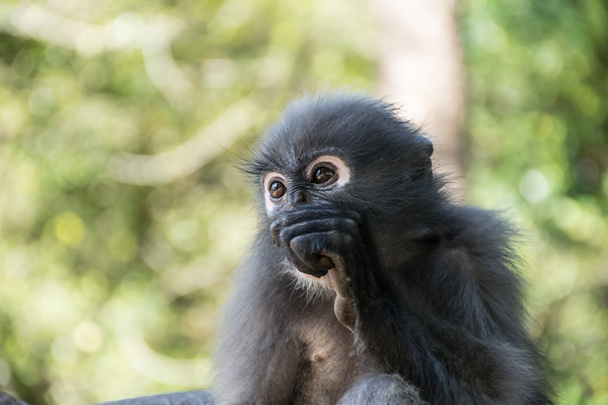 портрет обезьяны с сумерками
 - Фото, изображение