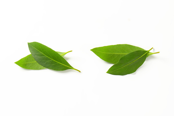 φρέσκα φύλλα δάφνης - Φωτογραφία, εικόνα