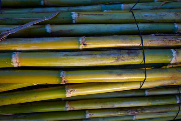River green cane harvest texture pattern background - Zdjęcie, obraz